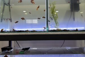 Veterinaria y Pet Shop DrMascota