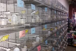 Veterinaria y Pet Shop Los Canarios de Balvanera Asociación Argentina de Canaricultura Roller