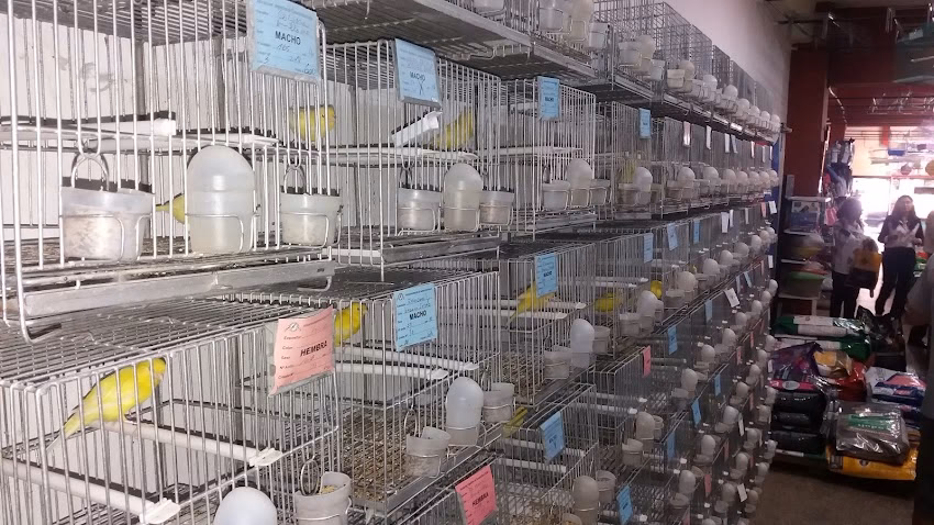 Veterinaria y Pet Shop Los Canarios de Balvanera Asociación Argentina de Canaricultura Roller