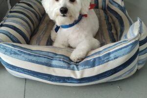 Veterinaria y Pet Shop PuntoVet Villa Urquiza