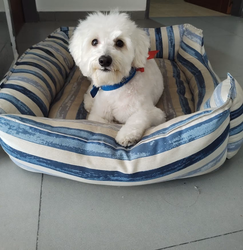 Veterinaria y Pet Shop PuntoVet Villa Urquiza