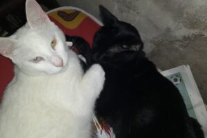 Veterinaria y PetShop Tweety