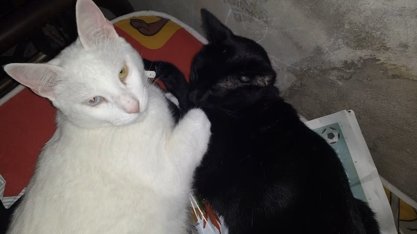 Veterinaria y PetShop Tweety