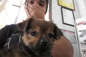 Veterinaria Yrigoyen