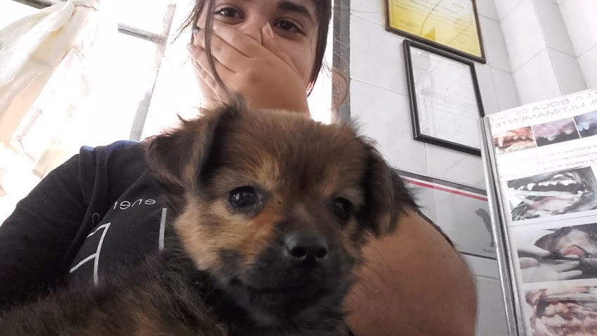 Veterinaria Yrigoyen