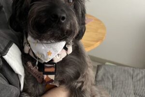 Veterinarias Güemes