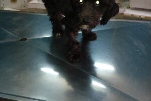 VetPlus Unidad Veterinaria