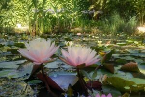 Vivero Acuatico La Barcina