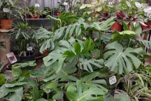 Vivero Alegría Del Hogar