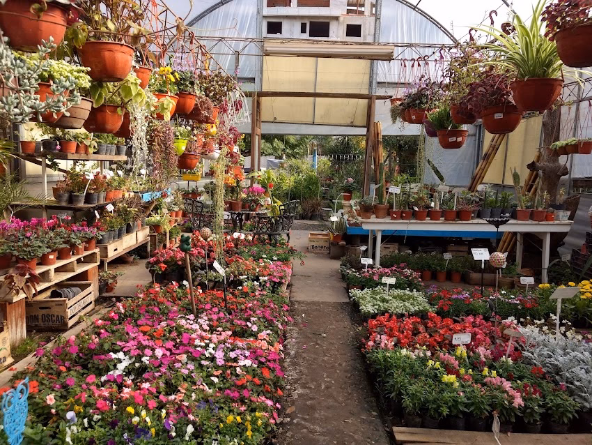 Vivero Alegría Del Hogar