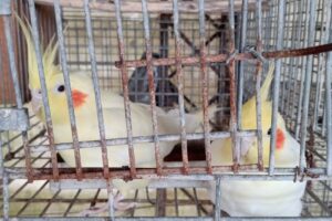 Vivero El Paseo Aldea San Juan