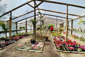 Vivero Las Calandrias