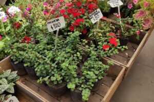 Vivero Pet Shop Surikata