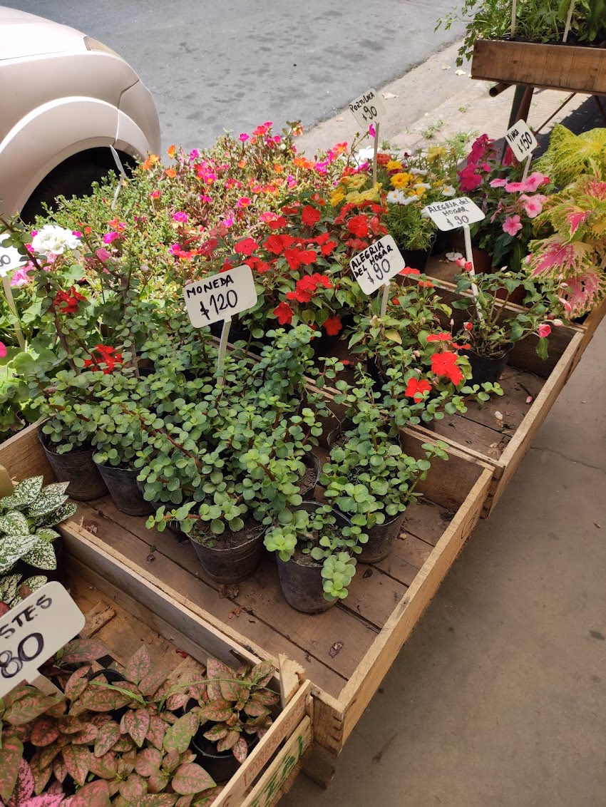 Vivero Pet Shop Surikata