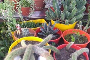 Vivero Productores de la Mascota