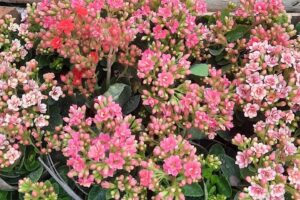 Vivero y Forrajeria Don Vicente