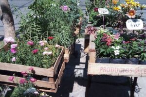 Vivero y pet shop Marta