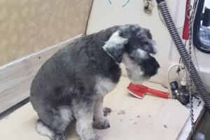 Washcan peluqueria canina