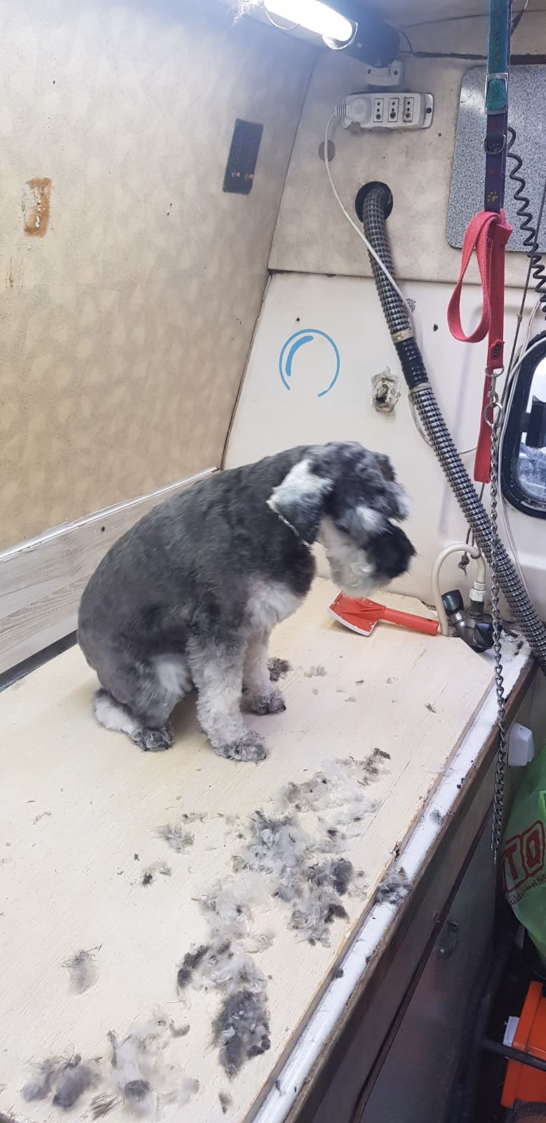 Washcan peluqueria canina