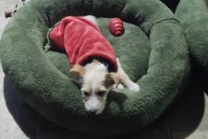 Washdog Peluquería Canina y petshop