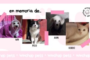 Winchop Pet Shop