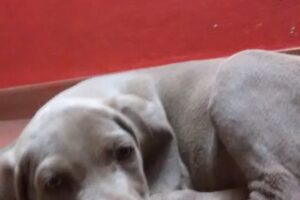 Yaka Peluqueria Canina Pensionado Canino