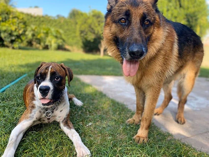 Yaka Peluqueria Canina Pensionado Canino