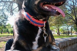 Zira Pet shop Veterinaria