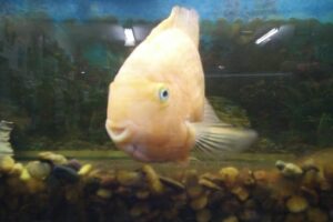 Zoe Veterinaria Petshop