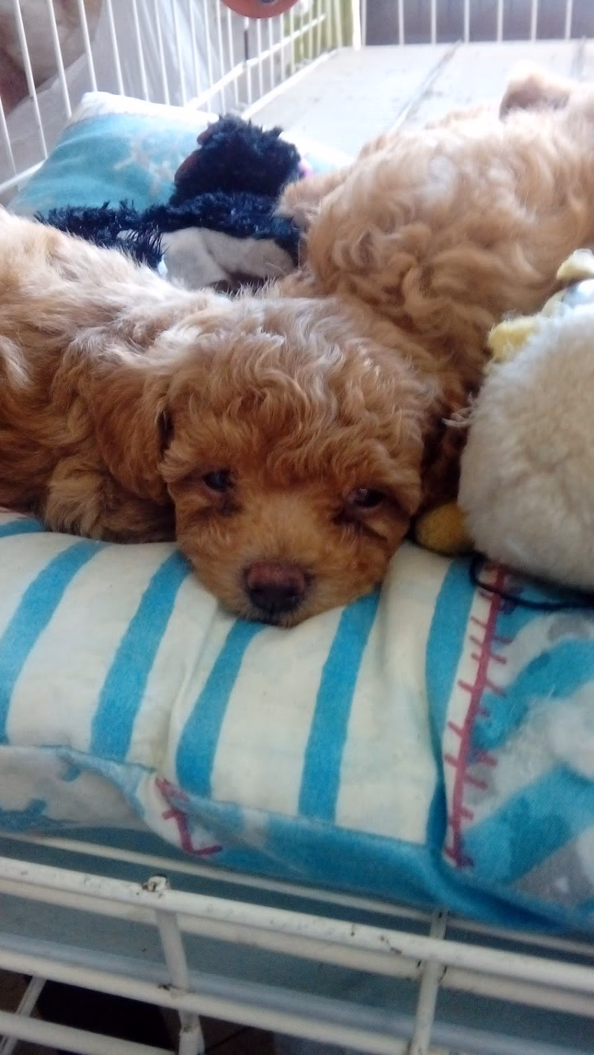 Zpa Perros Veterinaria Tienda de mascotas criadero de caniches toys